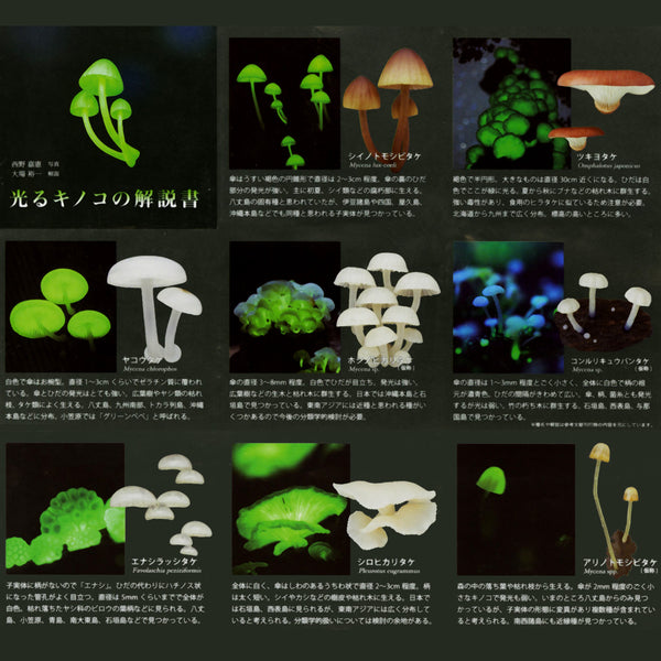 Glow in the dark Mushroom Magnet - Mystery Box